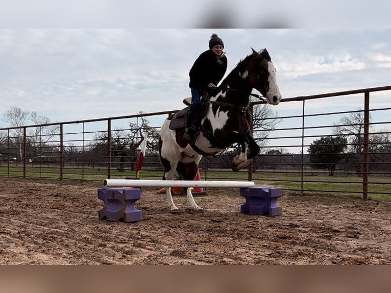 Paint-häst Valack 13 år 155 cm Overo-skäck-alla-färger in Weatherford TX