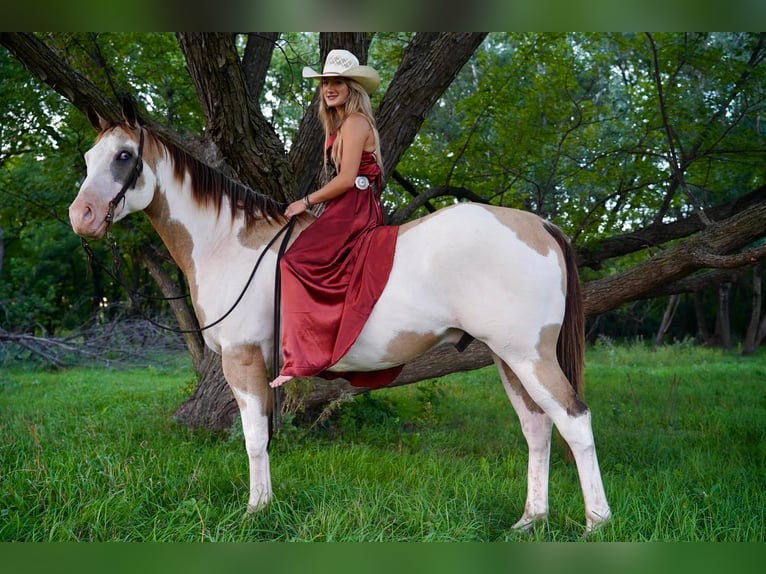 Paint-häst Valack 13 år 157 cm in Valley Springs, SD