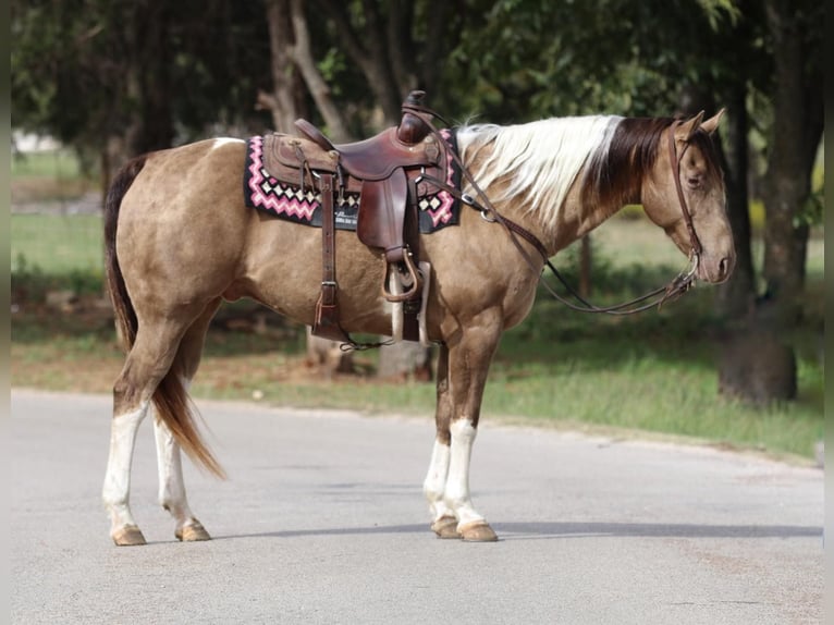 Paint-häst Valack 13 år 160 cm Tobiano-skäck-alla-färger in Stephenville TX