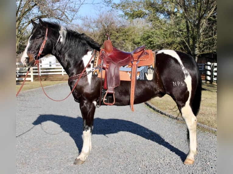 Paint-häst Valack 13 år 163 cm in Allentown, NJ