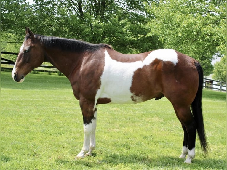 Paint-häst Valack 13 år 163 cm in Allentown, NJ