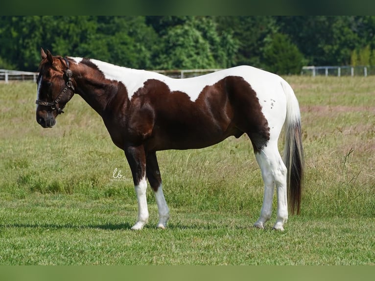 Paint-häst Valack 14 år 145 cm Fux in Terrell, TX