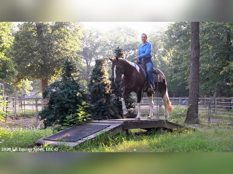 Paint-häst Valack 14 år 145 cm Fux in Terrell, TX
