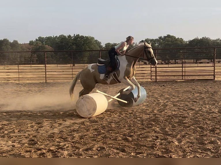 Paint-häst Valack 14 år 150 cm Palomino in Weatherford TX
