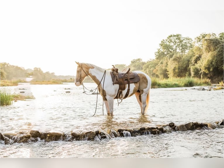 Paint-häst Valack 14 år 150 cm Palomino in Weatherford TX