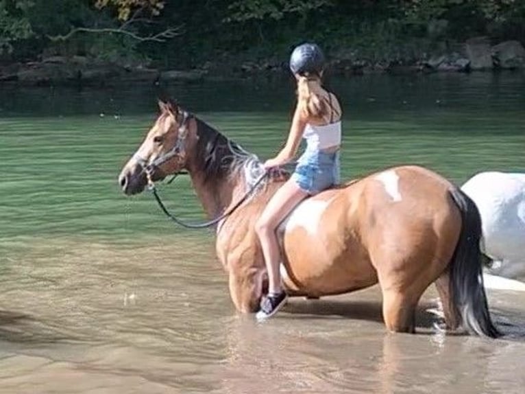 Paint-häst Valack 14 år 150 cm Tobiano-skäck-alla-färger in Metzingen