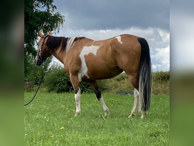 Paint-häst Valack 14 år 150 cm Tobiano-skäck-alla-färger in Metzingen