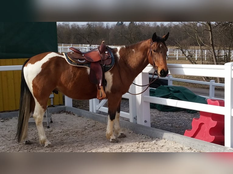 Paint-häst Valack 14 år 150 cm Tobiano-skäck-alla-färger in Metzingen