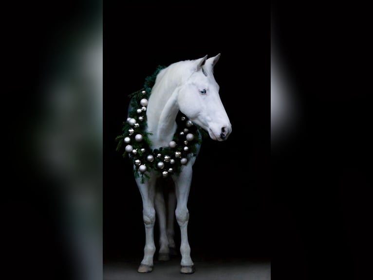 Paint-häst Valack 14 år 151 cm Vit in Mönchengladbach