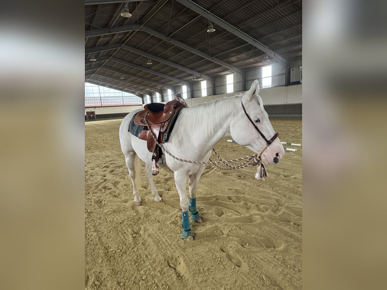 Paint-häst Valack 14 år 151 cm Vit in Mönchengladbach