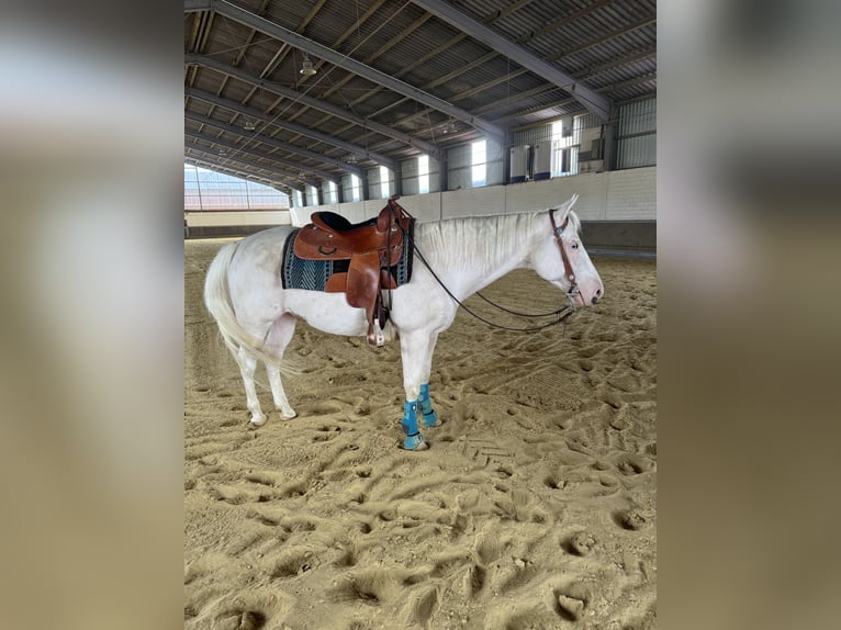 Paint-häst Valack 14 år 151 cm Vit in Mönchengladbach