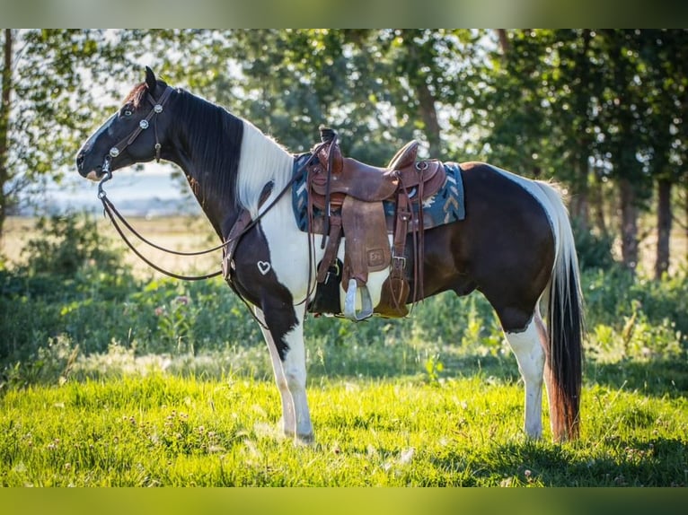 Paint-häst Valack 14 år 152 cm in Powell, WY