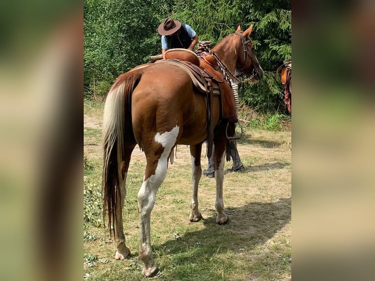 Paint-häst Valack 14 år 154 cm Tobiano-skäck-alla-färger in Mohorn