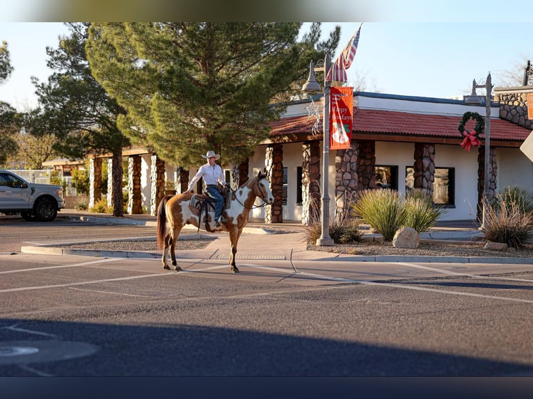 Paint-häst Valack 14 år 155 cm Overo-skäck-alla-färger in Camp Verde AZ