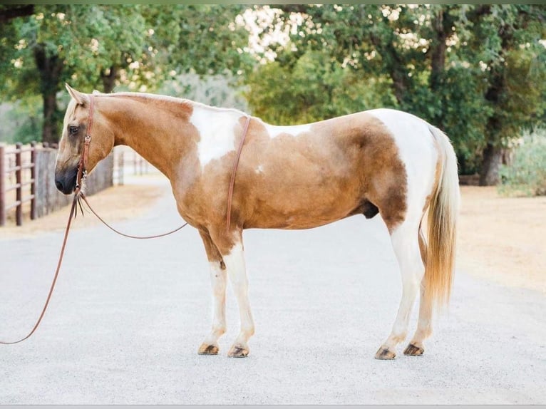 Paint-häst Valack 14 år 155 cm Palomino in Weatherford
