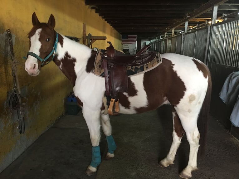 Paint-häst Valack 14 år 155 cm Tobiano-skäck-alla-färger in Steinau an der Straße