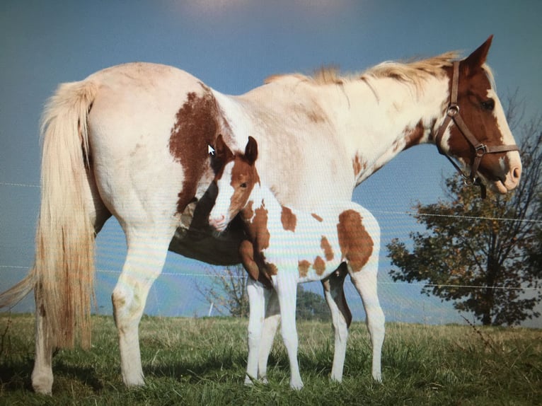 Paint-häst Valack 14 år 155 cm Tobiano-skäck-alla-färger in Steinau an der Straße