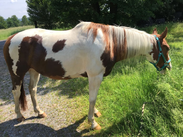 Paint-häst Valack 14 år 155 cm Tobiano-skäck-alla-färger in Steinau an der Straße