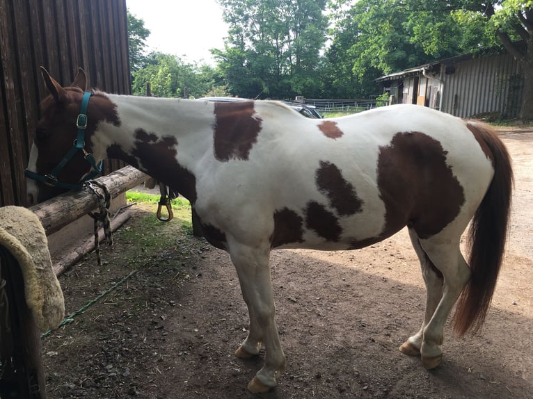 Paint-häst Valack 14 år 155 cm Tobiano-skäck-alla-färger in Steinau an der Straße