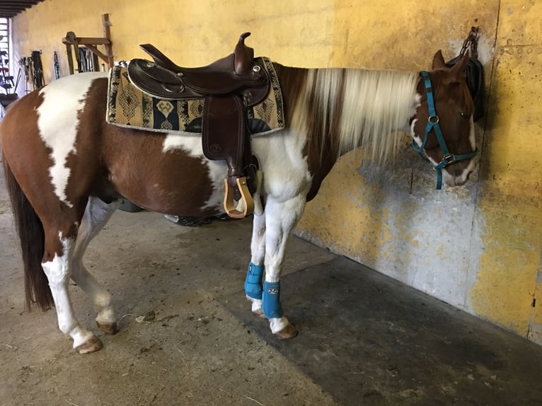 Paint-häst Valack 14 år 155 cm Tobiano-skäck-alla-färger in Steinau an der Straße