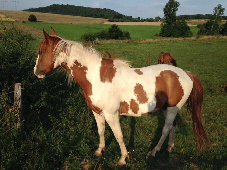 Paint-häst Valack 14 år 155 cm Tobiano-skäck-alla-färger in Steinau an der Straße