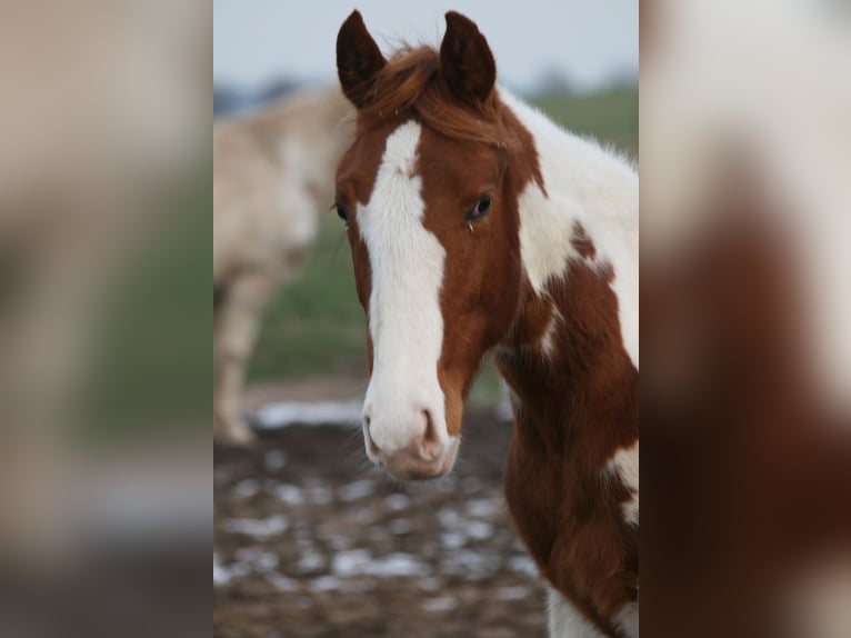 Paint-häst Valack 14 år 155 cm Tobiano-skäck-alla-färger in Steinau an der Straße