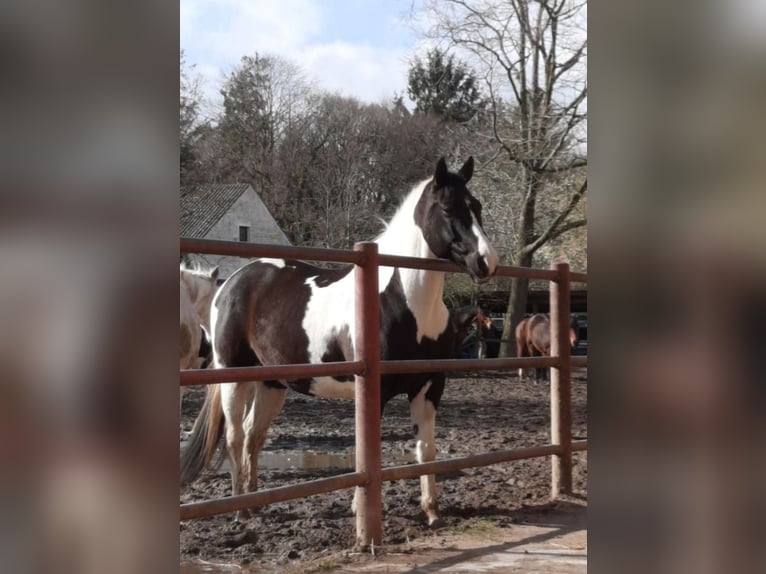 Paint-häst Valack 14 år 161 cm Pinto in Flensburg