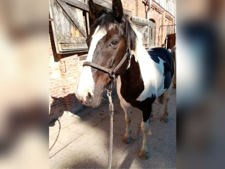 Paint-häst Valack 14 år 161 cm Pinto in Flensburg