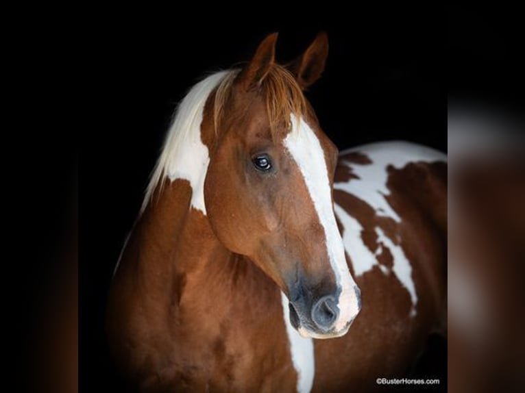 Paint-häst Valack 14 år Fux in Weatherford, TX