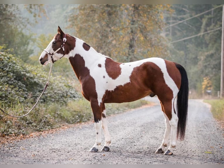 Paint-häst Blandning Valack 14 år in Selah, WA