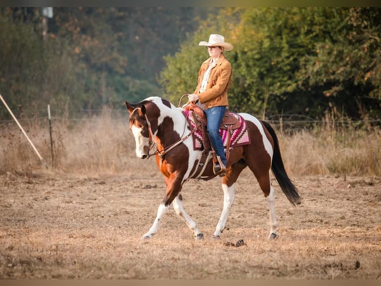 Paint-häst Blandning Valack 14 år in Selah, WA