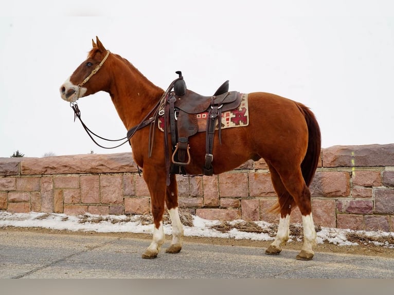 Paint-häst Valack 14 år in Valley Springs, SD