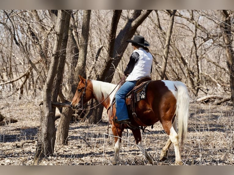 Paint-häst Valack 14 år in Valley Springs, SD