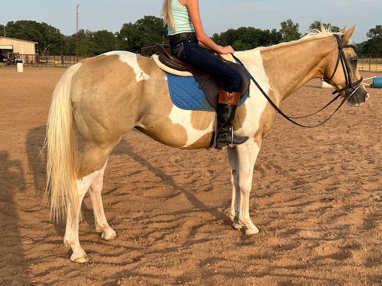 Paint-häst Valack 15 år 150 cm Palomino in Weatherford TX