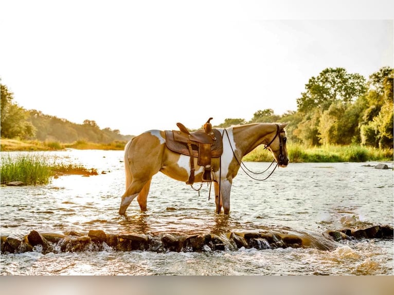 Paint-häst Valack 15 år 150 cm Palomino in Weatherford TX