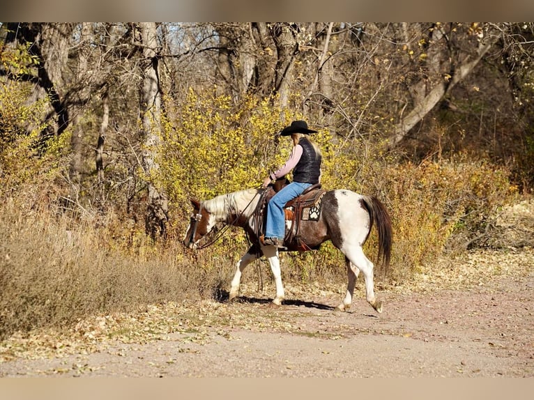 Paint-häst Valack 15 år 150 cm in Valley Springs, SD