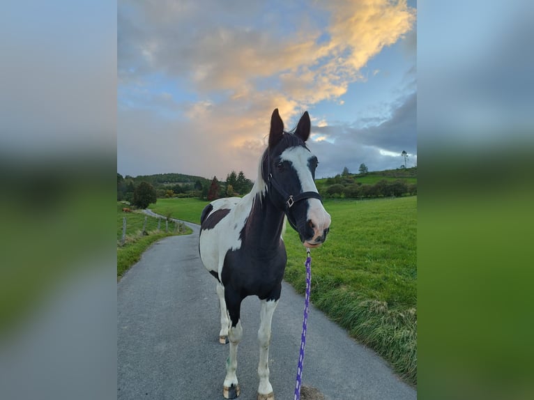 Paint-häst Valack 15 år 160 cm Pinto in Bad Berleburg