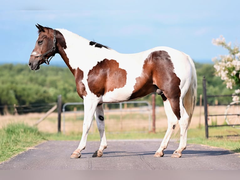 Paint-häst Valack 15 år 160 cm Pinto in Horton