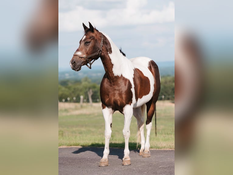 Paint-häst Valack 15 år 160 cm Pinto in Horton