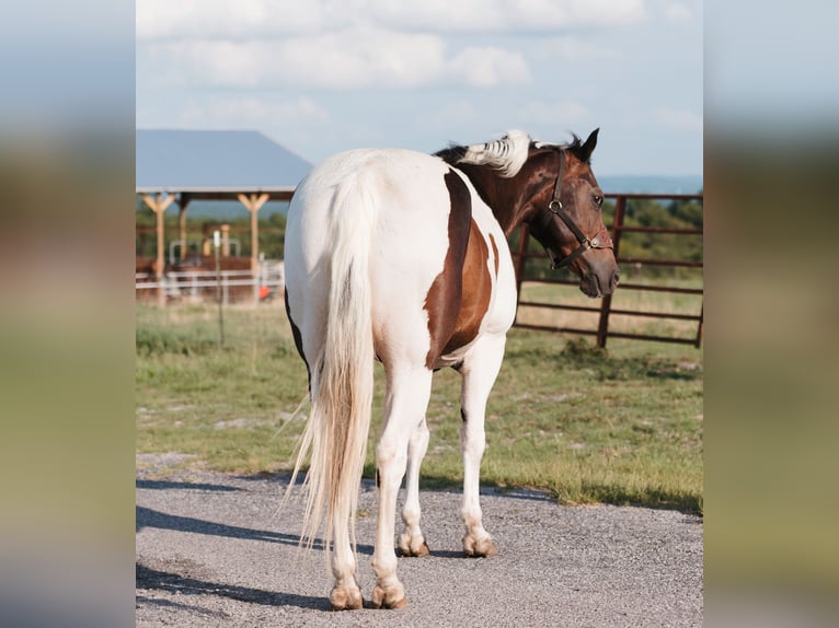 Paint-häst Valack 15 år 160 cm Pinto in Horton