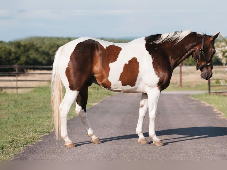 Paint-häst Valack 15 år 160 cm Pinto in Horton