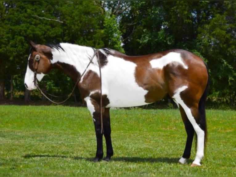 Paint-häst Valack 15 år Overo-skäck-alla-färger in Greeneville Ky