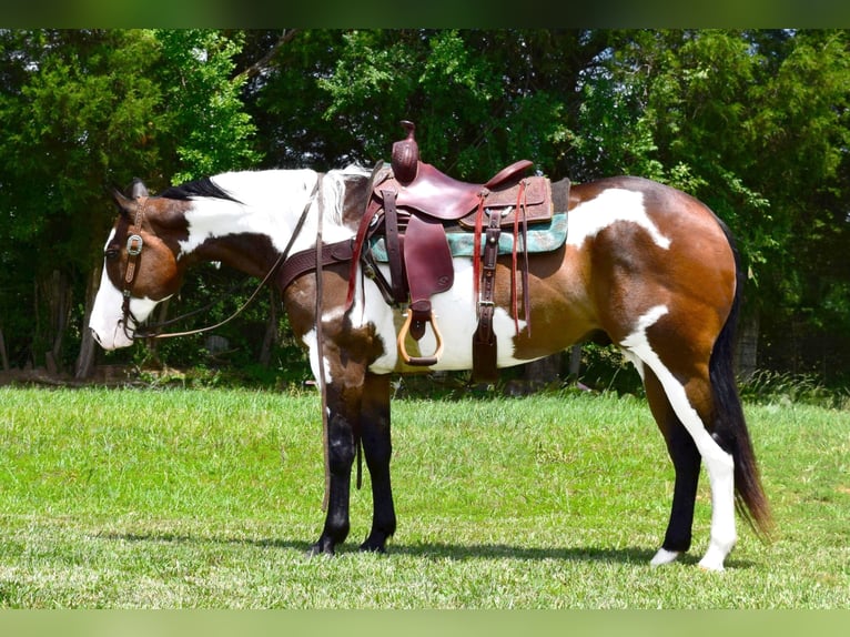 Paint-häst Valack 15 år Overo-skäck-alla-färger in Greeneville Ky