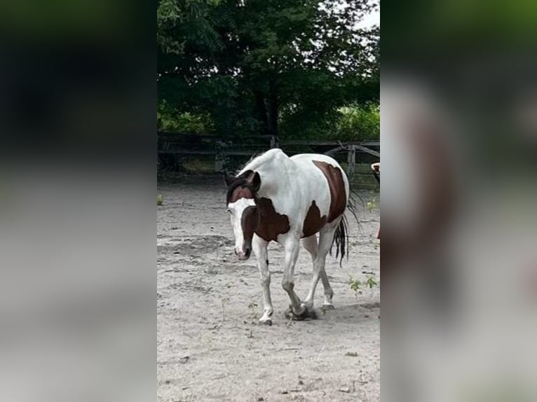 Paint-häst Valack 16 år 147 cm Tovero-skäck-alla-färger in Ruzsa