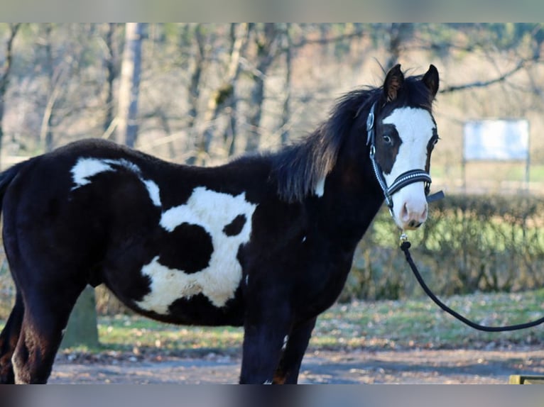 Paint-häst Valack 1 år 150 cm Overo-skäck-alla-färger in Hellenthal