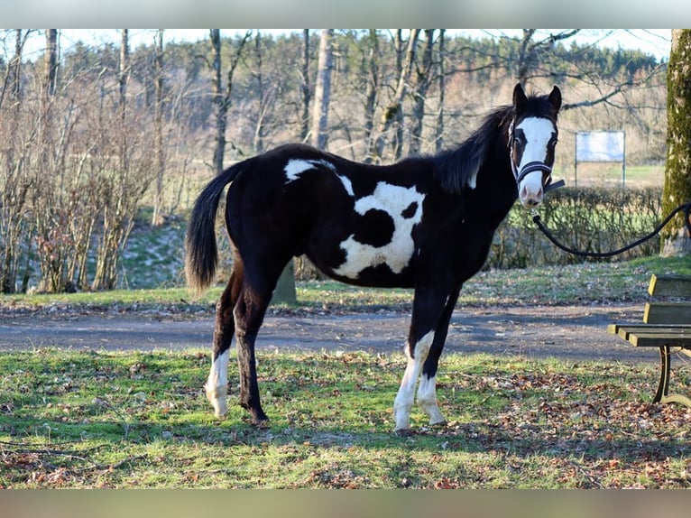 Paint-häst Valack 1 år 150 cm Overo-skäck-alla-färger in Hellenthal
