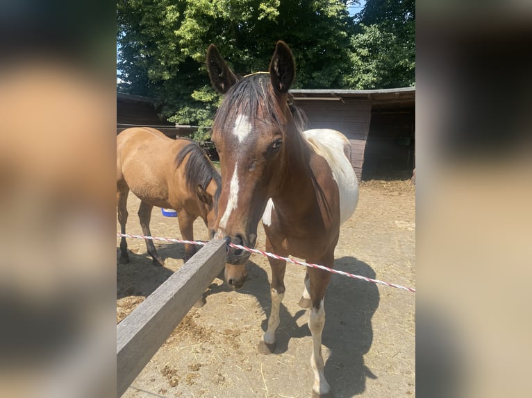 Paint-häst Valack 1 år 152 cm Tobiano-skäck-alla-färger in Bergkamen