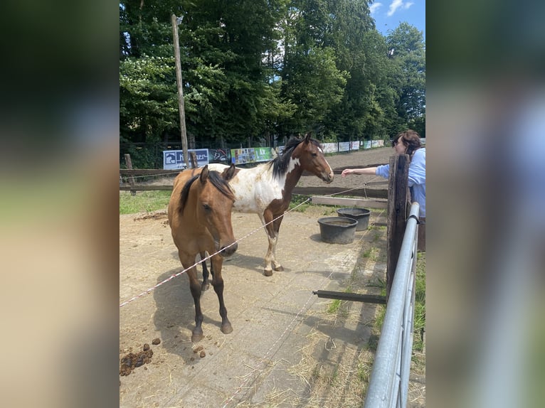 Paint-häst Valack 1 år 152 cm Tobiano-skäck-alla-färger in Bergkamen