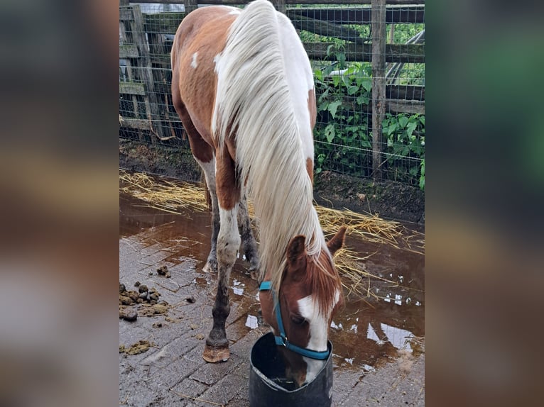 Paint-häst Valack 2 år 150 cm Overo-skäck-alla-färger in Dessel