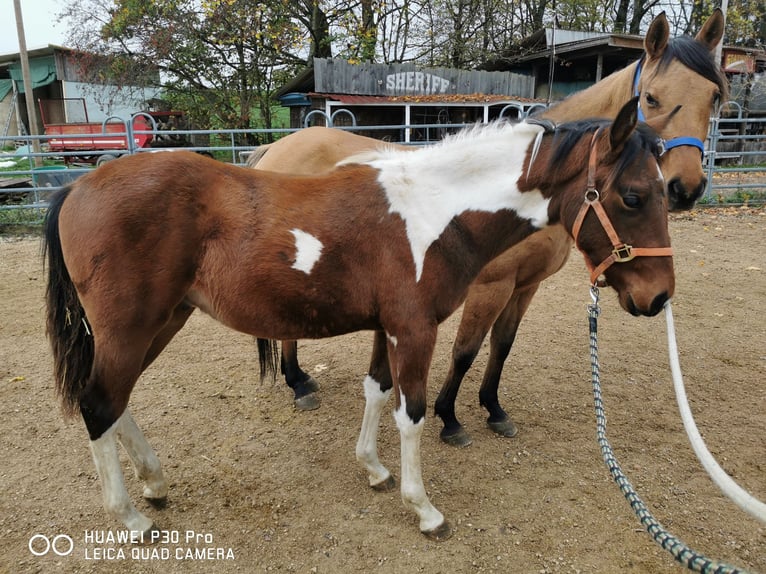 Paint-häst Valack 2 år 150 cm Pinto in BETTELDORDF